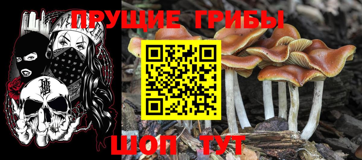Псилоцибиновые грибы Psilocybe Белорецк